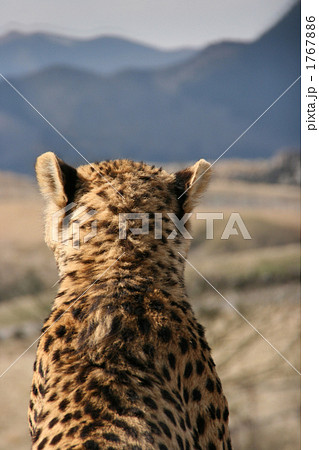 チーター後姿 1767886