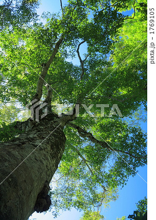 白神山地 夏のマザーツリー 青森県津軽峠 の写真素材