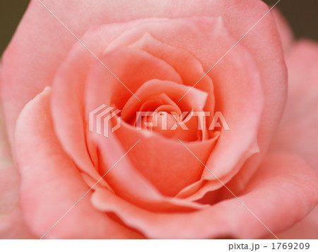 バラ ソニア バラ ソニア 1769209