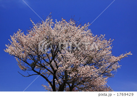 桜満開 1769429