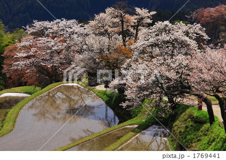 三多気の桜 1769441