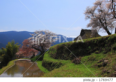 三多気の桜 1769477