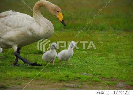 白鳥親子の散歩 白鳥親子の散歩 1770129