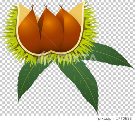 いがぐり　葉っぱ付き 1770658