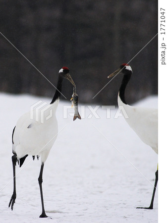 釧路市阿寒国際ツルセンターの丹頂鶴 1771047