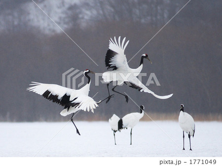釧路市阿寒国際ツルセンターを舞う丹頂鶴 1771049