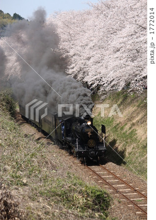 桜とSL人吉号 1772014