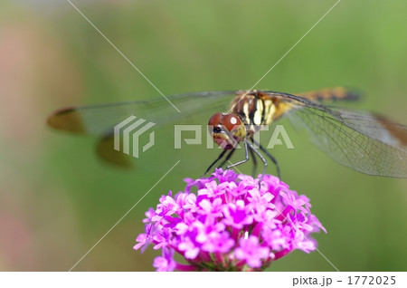 花とトンボ 1772025