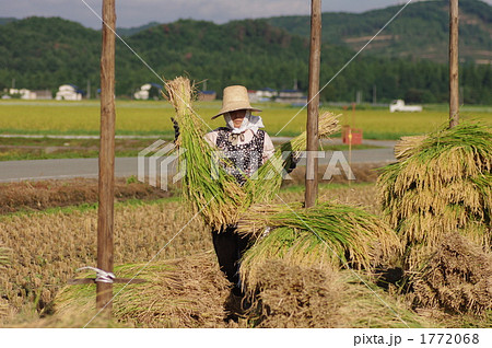 稲の収穫 1772068