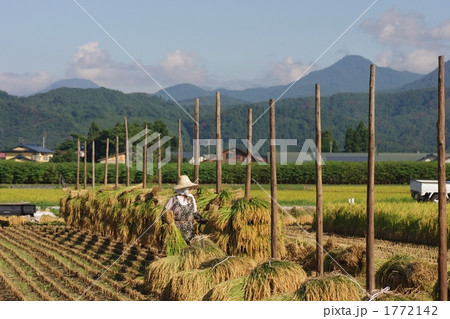 稲の収穫 1772142