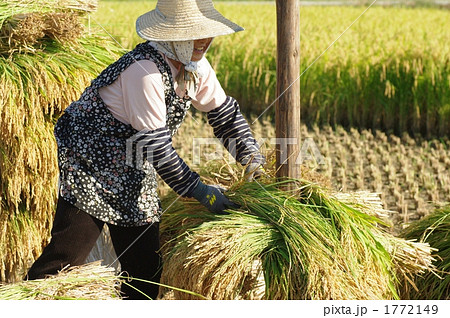 稲の収穫 1772149