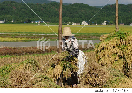 稲の収穫 1772168