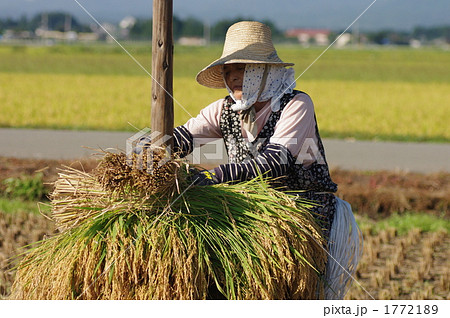 稲の収穫 1772189