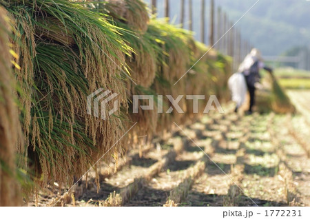 稲の収穫 1772231
