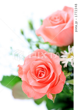 薔薇 1772348