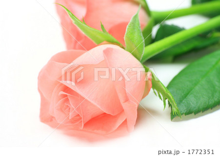 薔薇 1772351