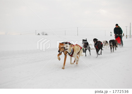 犬ぞりレース 犬ぞりレース 1772536