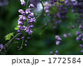 八重咲きの藤 1772584