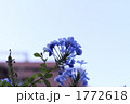 ルリマツリ 1772618