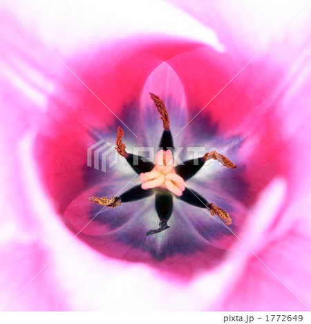 チューリップ 1772649