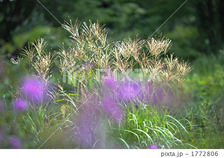 草原の秋　 1772806