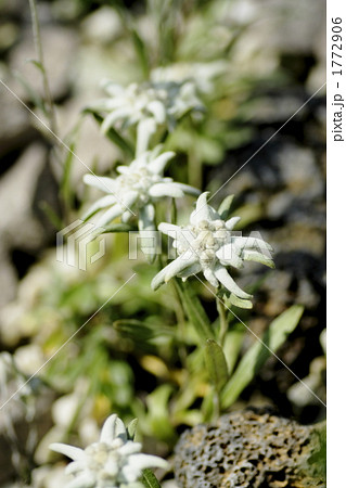 エーデルワイス エーデルワイス 1772906