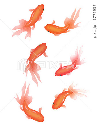 金魚 イラスト 無料 金魚 イラスト 和風 無料 すべてのイラスト画像ソース