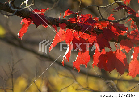 秋風にさわさわ 秋風にさわさわ 1773167