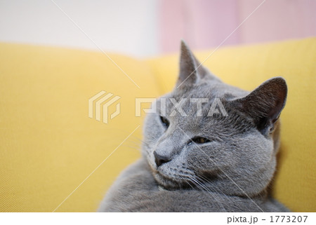 ソファーにもたれる♂シャルトリュー ソファーにもたれる♂シャルトリュー 1773207