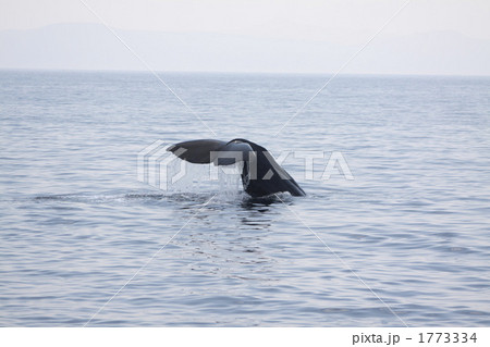 知床の海に潜るマッコウクジラの尾 1773334