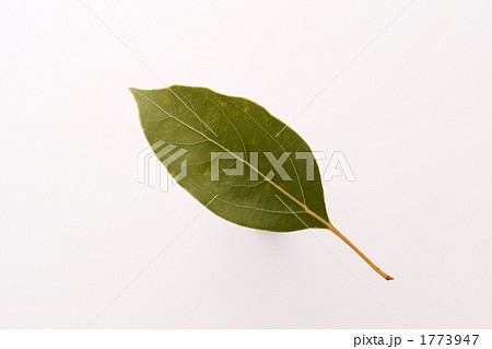 クスノキの葉 1773947