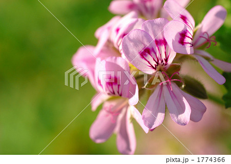 レモンゼラニウムの花 1774366