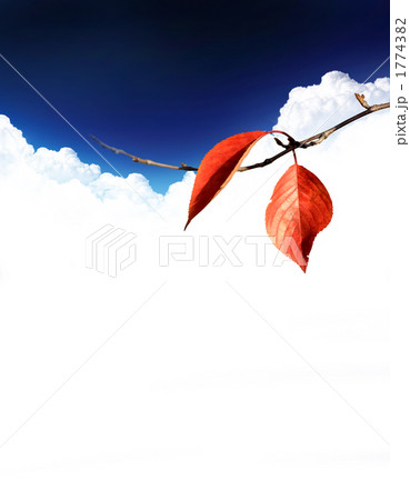 紅葉_k_470374 1774382