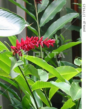 バリの花 バリの花 1774525