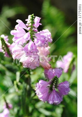 ハナトラノオ 1775001