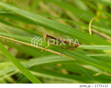 ハネナガイナゴ 1775132