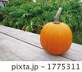 かぼちゃ6 1775311