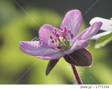 03月 ユキワリソウ・キンポウゲ科06 03月 ユキワリソウ・キンポウゲ科06 1775358