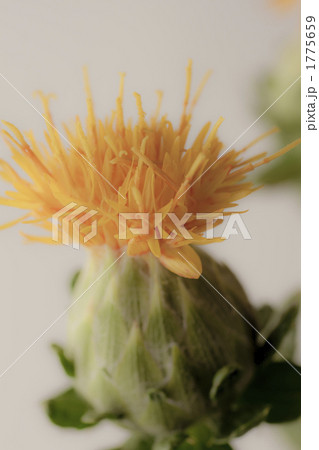 一輪のベニバナ 1775659