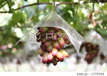 ブドウ狩り 1776566