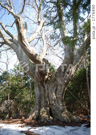 白神山地十二湖最大のブナ 白神山地十二湖最大のブナ 1776890