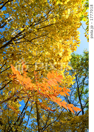 山中湖村のウルシとダンコウバイの紅葉 1777018