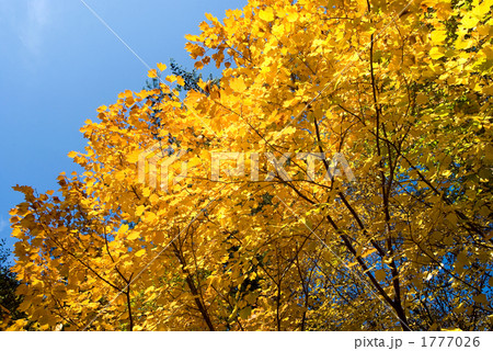 山中湖村のダンコウバイの黄葉 1777026