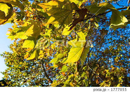 モミジバスズカケの紅葉 1777055