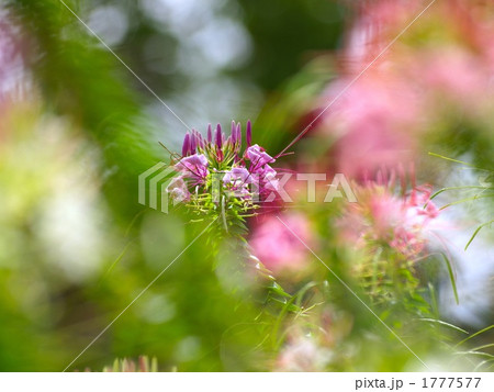 京都府立植物園のクレオメ 京都府立植物園のクレオメ 1777577