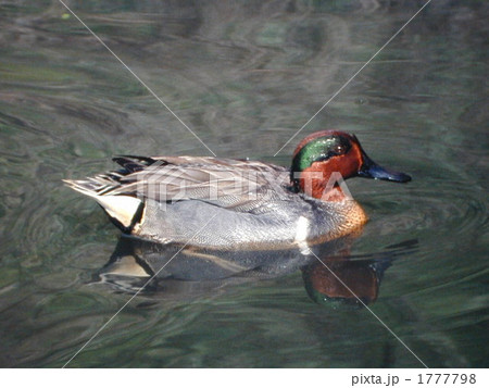 アメリカコガモ アメリカコガモ 1777798
