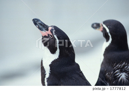 ペンギン 1777812