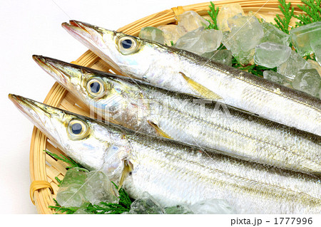 カマス 1777996