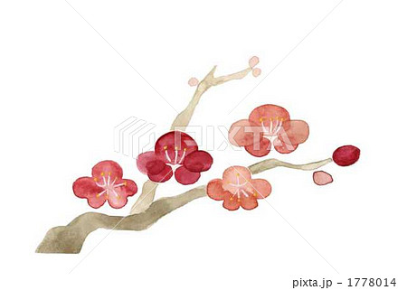 紅梅 1778014