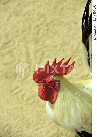 ニワトリのアップ 1778460